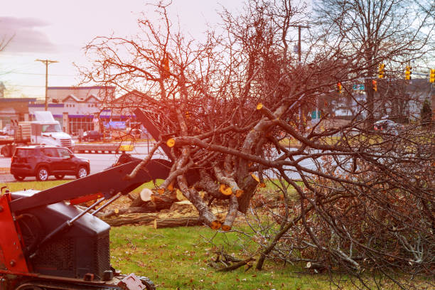 Best Storm Damage Tree Cleanup  in Quinnipiac University, CT