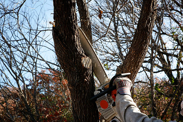 Best Tree Removal  in Quinnipiac University, CT