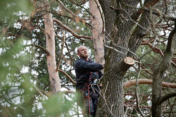 Best Hazardous Tree Removal  in Quinnipiac University, CT